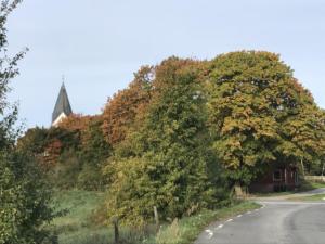 Höst 2018 6 (1)